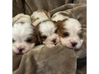 Cavalier King Charles Spaniel Puppy for sale in Oregon City, OR, USA