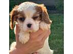 Cavalier King Charles Spaniel Puppy for sale in Oregon City, OR, USA