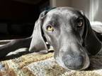 Adopt Bella Bleu a Weimaraner