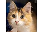 Adopt Beauty a Domestic Long Hair