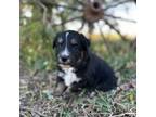 Miniature Australian Shepherd Puppy for sale in Rock Rapids, IA, USA