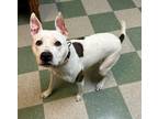 Adopt Chauncey a Pit Bull Terrier, Mixed Breed