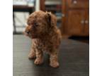 Poodle (Toy) Puppy for sale in Corona, CA, USA