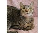 Adopt Dime a Domestic Short Hair