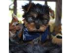 Yorkshire Terrier Puppy for sale in San Angelo, TX, USA