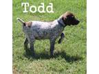 Todd