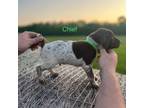 German Shorthaired Pointer Puppy for sale in Washington, OK, USA