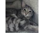 Adopt Firegirl a Domestic Short Hair