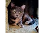 Adopt Firefox a Domestic Short Hair