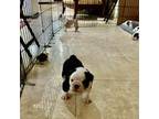 Bulldog Puppy for sale in Palm Desert, CA, USA