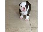 Bulldog Puppy for sale in Palm Desert, CA, USA