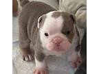 Bulldog Puppy for sale in Palm Desert, CA, USA