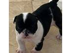 Bulldog Puppy for sale in Palm Desert, CA, USA