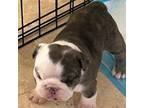 Bulldog Puppy for sale in Palm Desert, CA, USA