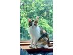 Adopt Frieda a Domestic Short Hair