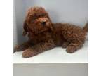 Poodle (Toy) Puppy for sale in Los Angeles, CA, USA