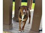Adopt Missy a Rottweiler, American Staffordshire Terrier
