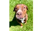 Adopt Missy a Rottweiler, American Staffordshire Terrier