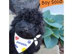 Poodle (Toy) Puppy for sale in Mount Airy, GA, USA