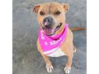 Adopt Lettie a Pit Bull Terrier