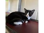 Adopt Rue a Domestic Short Hair