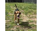 Adopt Daniele a Beagle