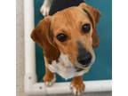 Adopt Denali a Beagle