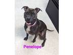 Adopt Penelope a Staffordshire Bull Terrier, Boston Terrier