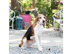 Adopt Praline a Hound