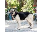 Adopt Tulip a Shepherd