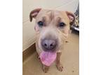 Adopt Henny a Bull Terrier