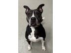 Adopt Stella a Pit Bull Terrier, Mixed Breed