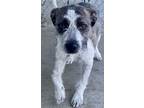 Adopt Lilly a Terrier, Mixed Breed
