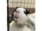 Adopt Hope a Guinea Pig