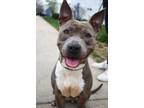 Adopt Harper a Pit Bull Terrier