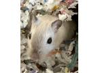 Adopt Momma (Bonded W/ Shadow) a Gerbil