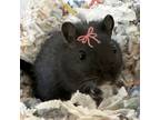 Adopt Amy (Bonded W/ Sandy) a Gerbil