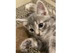 Adopt Polly's Mina KITTEN a Domestic Short Hair