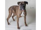 Adopt Luna a Boxer, Mixed Breed