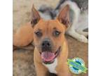 Adopt Hange a Mixed Breed