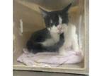Adopt Working Cat Hennessy a Domestic Short Hair