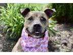 Adopt Lilly a Mixed Breed