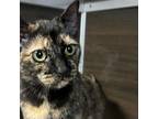 Adopt Mella a Domestic Short Hair