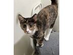 Adopt Ember a Domestic Short Hair