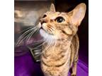 Adopt Benita a Domestic Short Hair