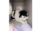 Adopt Paige / Lou a Domestic Short Hair