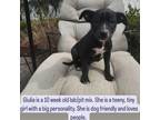 Adopt Giulia a Black Labrador Retriever