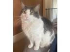 Adopt Jade a Domestic Medium Hair