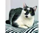 Adopt Rosemary a Domestic Short Hair