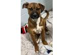 Adopt Scrappy a Boxer, Mixed Breed